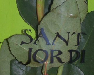 Une rose pour Sant Jordi - Barcelone