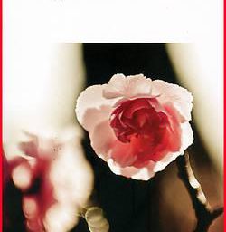 Muriel Barbery, l'élégance du hérisson